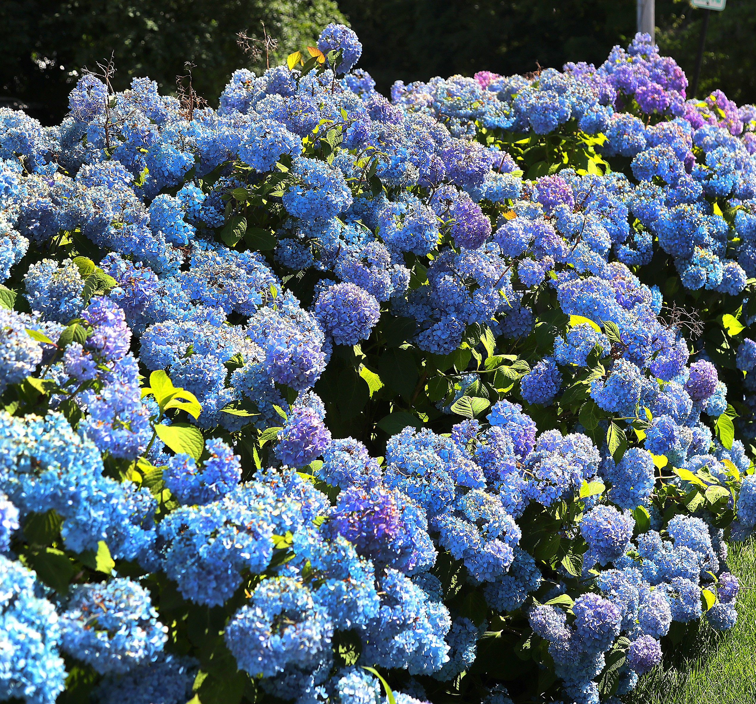 Sea Breeze Hydrangea